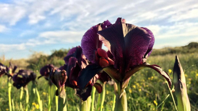 אירוס הארגמן בשמורת גדור (צילום: אולגה רייזק רשות הטבע והגנים)