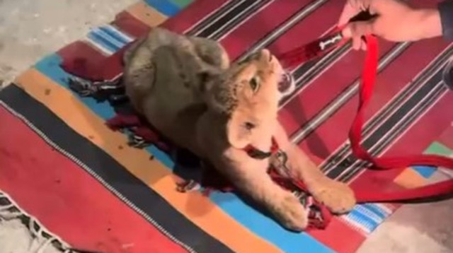 גור האריות שנתפס בנגב (צילום: שימוש לפי סעיף 27א')