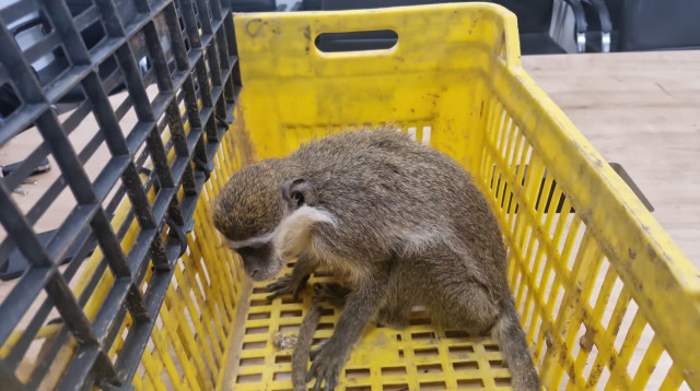 הקוף שנתפס בנגב (צילום: דוברות המשטרה)