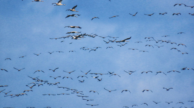 עגורים באגמון החולה (צילום: עינבר שלומית רובין, קק"ל)