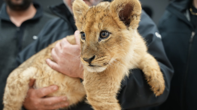 גור האריות (צילום: דוברות המשטרה)