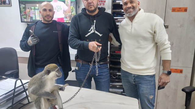 הקוף שאותר בנגב (צילום: דוברות המשטרה)