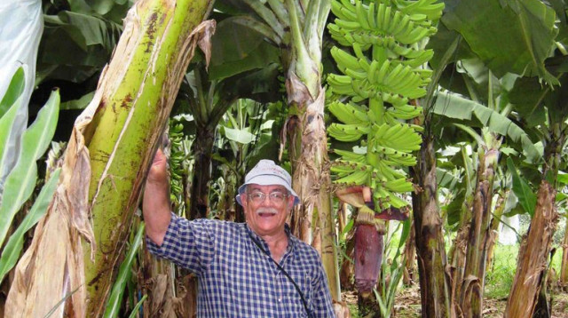 ד"ר יאיר ישראלי ז"ל - מבכירי חוקרי הבננות בארץ ובעולם (צילום: ארכיון עין גב )