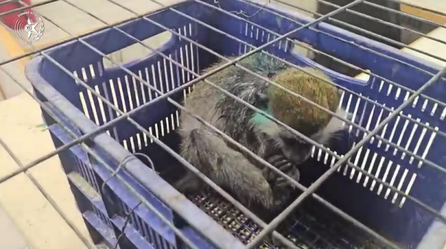 הקוף שנתפס  (צילום: דוברות המשטרה)