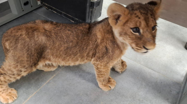 גורת אריות נוספת שחולצה (צילום: דוברות המשטרה)
