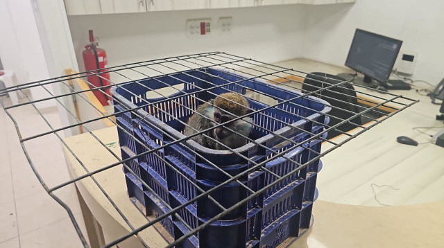 הקוף שמת ממחלת טטנוס  (צילום: רשות הטבע והגנים)