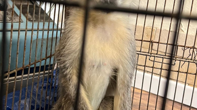 הקוף שאותר בדירה במרכז רמת גן (צילום: דוברות המשטרה)