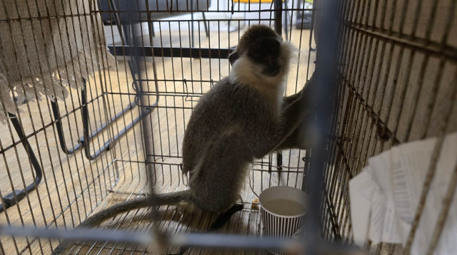 הקוף שאותר בכלוב בדירה ברמת-גן (צילום: רשות הטבע והגנים)