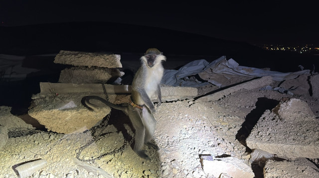 הקוף שנתפס בנגב (צילום: דוברות המשטרה)