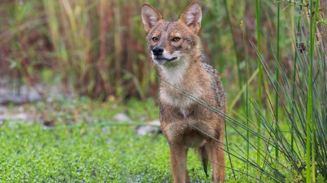 תן בתל אביב (צילום: עמית האס)