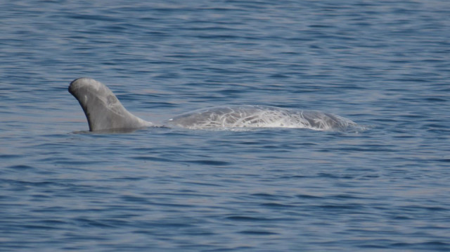 דולפינים מסוג גרמפוס במפרץ אילת (צילום: עומרי עומסי, רשות הטבע והגנים)