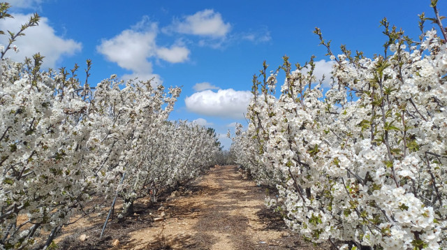 פריחת הדובדבן - מטע פטל בהר בגוש עציון (צילום: מאיר פרייהן)