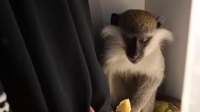 הקוף שנתפס בנגב (צילום: דוברות רשות הטבע והגנים)