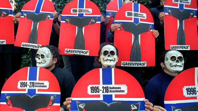 מחאה נגד צייד לוויתנים בנורבגיה (צילום: GettyImages, ALFREDO ESTRELLA)