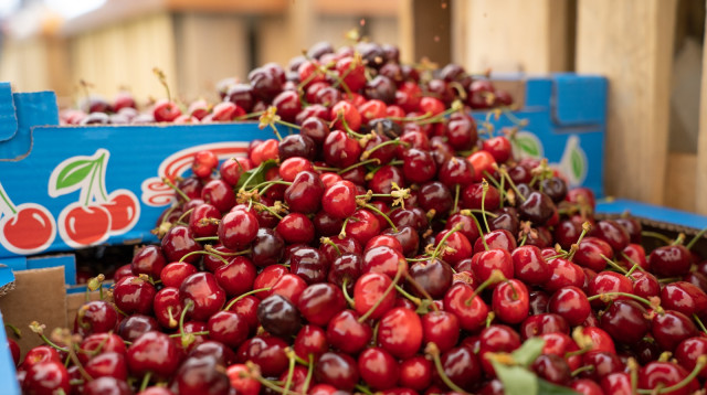 שוק איכרים (צילום: באדיבות אשכול גליל מזרחי)