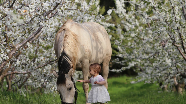 פריחת הדובדבן בחוות הסוס והדובדבן (צילום: יערית טובול)