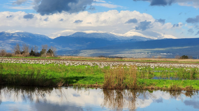 אגמון החולה  (צילום: עינבר שלומית רובין, קק"ל)