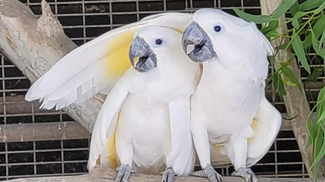 קקדו אמברלה, ראיין ויאגו (צילום: ענבל נימרי)