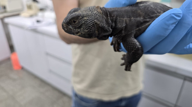 לטאה שנתפסה בבית באשקלון (צילום: דוברות המשטרה)