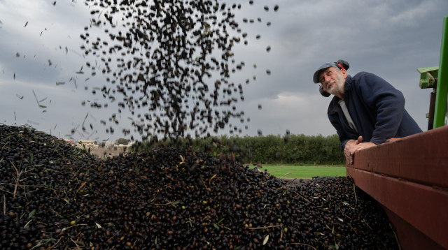 חקלאי בצפון (צילום: יהודה וינברג, רמת מגשימים)