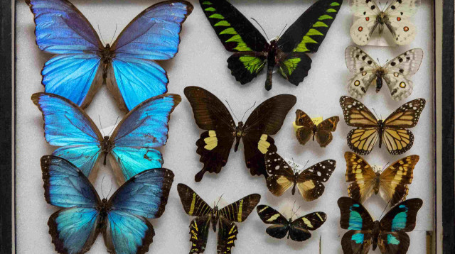 מוזיאון הטבע ע"ש שטיינהרדט (צילום: איתי בנית)