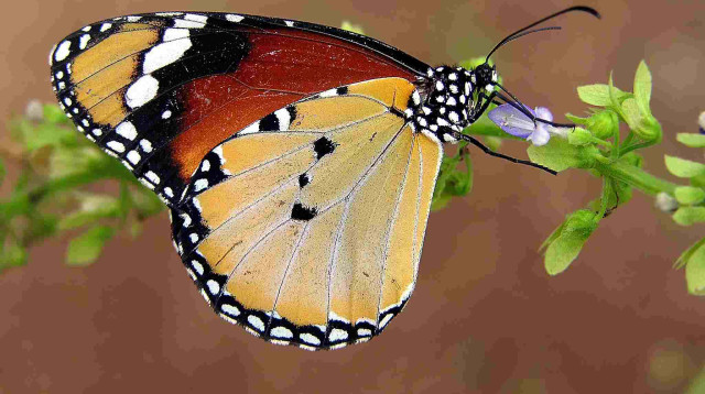 דנאית הדורה (צילום: עוז ריטנר)