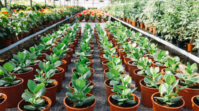 תנאי טמפרטורה ולחות המומלצים בחדרי גידול לתוצרת חקלאית (צילום: FREEPIK)