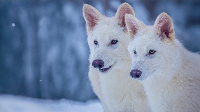 שניים מתוך שלושת הזאבים שהונדסו. נכחדו לפני מעל 12 אלף שנה (צילום: מעבדות קולוסל)