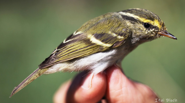 עלווית מלכילונית (צילום: איתי בלוך, החברה להגנת הטבע)