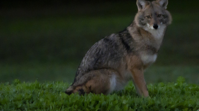 תן זהוב  (צילום: רון רבינוביץ)