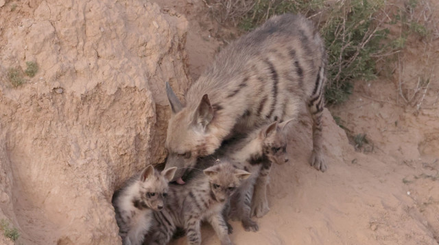 משפחת צבועים  (צילום: עזרא חדד, רשות הטבע והגנים)