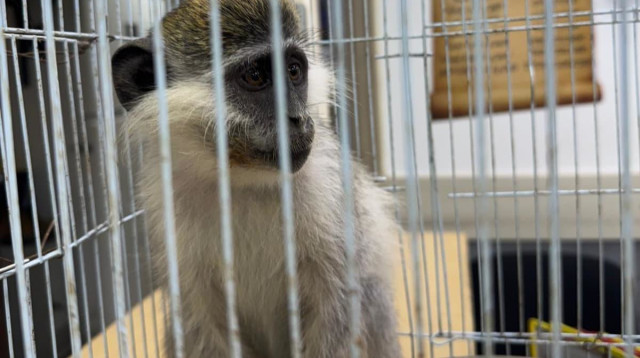 הקוף שאותר בנגב (צילום: דוברות המשטרה,דוברות רשות הטבע והגנים)