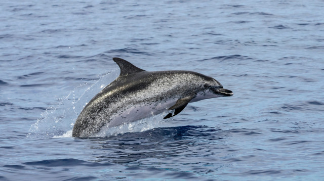 הדולפין הנחקר מזן "סטנלה פרונטליס". סימני תקשורת מורכבים (צילום: שאטרסטוק)