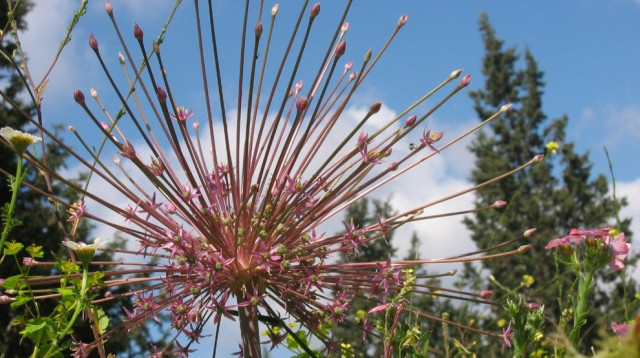 שום הגלגל (צילום: באדיבות רמת הנדיב)