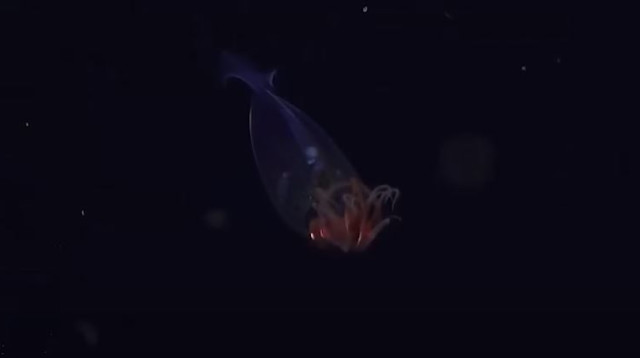 הדיונון העצום שנצפה לראשונה מזה 100 שנים (צילום: צילום מסך מתוך אתר הגארדיאן)