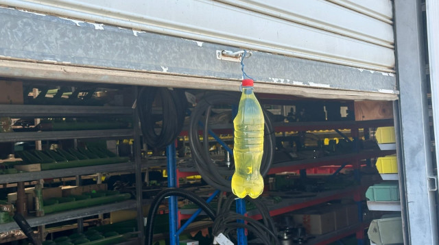 פרוטקשן (צילום: ארגון "עד כאן")