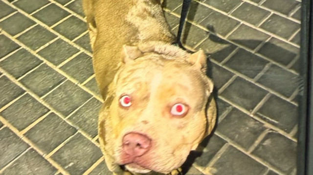 הכלבה לונה שהושבה לבעליה (צילום: דוברות המשטרה)