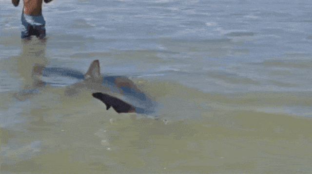 כריש נשך צוללן בחדרה (צילום: שימוש לפי סעיף 27א')