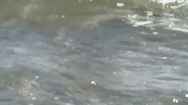 כריש נשך צוללן בחדרה (צילום: שימוש לפי סעיף 27א')