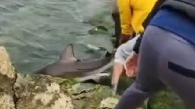 דייגים ניסו להוציא כריש מהמים (צילום: שימוש לפי סעיף 27א')