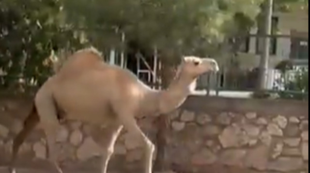 גמל בראש העין (צילום: שימוש לפי סעיף 27א')