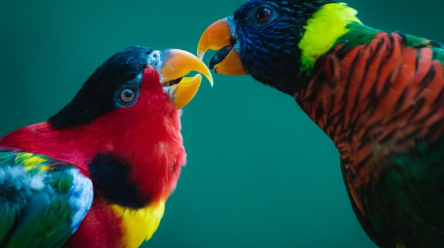 תוכי לורי (צילום: מנחם קצבורג)