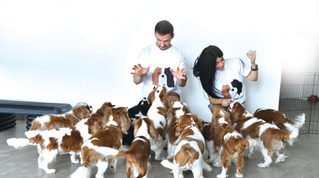 ריזורט לכלבים (צילום: ראובן קסטרו)