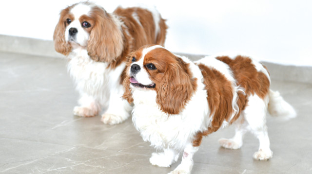 ריזורט לכלבים נויה אליאסי (צילום: ראובן קסטרו)