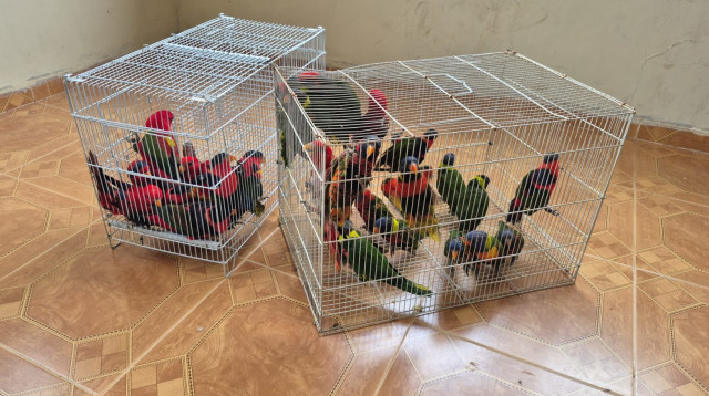 תוכים יקרי ערך (צילום: דוברות המשטרה)