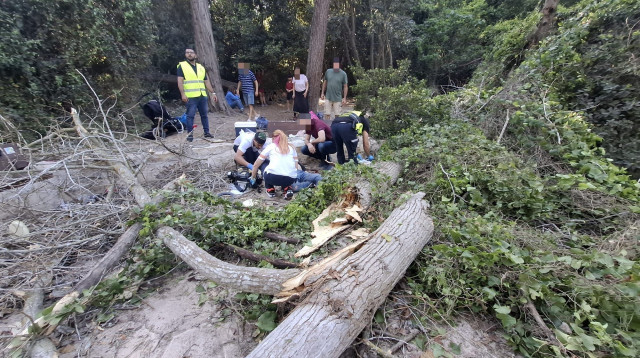 עץ שנפל בנחל השופט (צילום: מד"א)