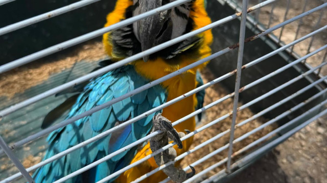 תוכי בכלוב (צילום: דוברות המשטרה)