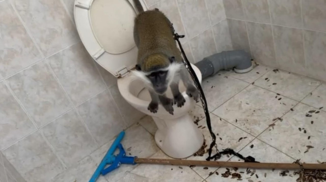 קוף שאותר בשירותים בטובא זנגריה (צילום: דוברות המשטרה)