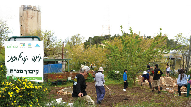 מתנדבים בקיבוץ מנרה (צילום: אייל מרגולין פלאש 90)