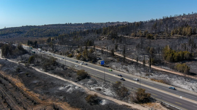תיעוד היערות השרופים בירושלים לאחר שריפות הענק (צילום: שלומי אמסלם, ארכיון הצילומים של קק״ל)